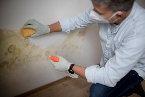 Best Emergency Mold Remediation in Crowley, TX