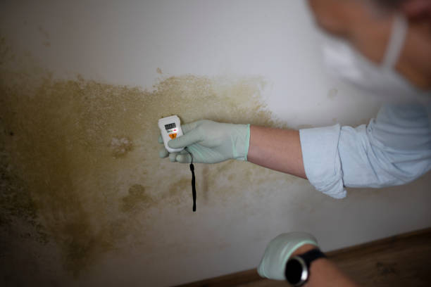 Best Bathroom Mold Remediation in Crowley, TX