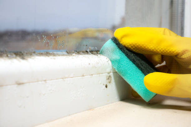 Best Mold Remediation for Schools in Crowley, TX