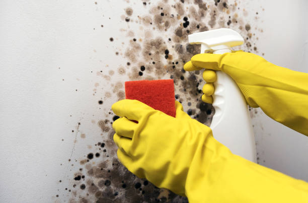 Best Kitchen Mold Remediation in Crowley, TX