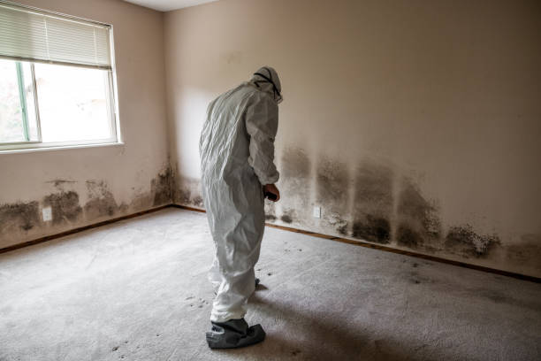  Crowley, TX Mold Removal Pros
