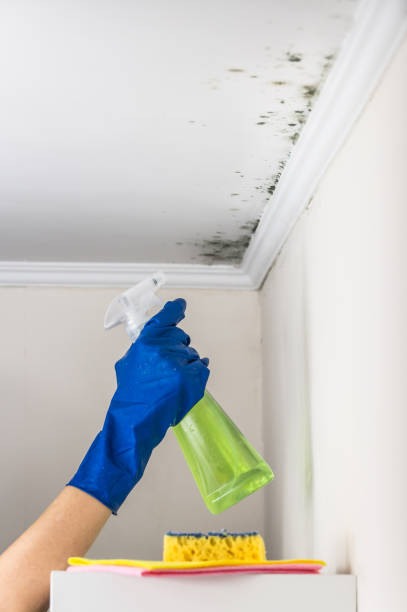 Best Mold Remediation for Specific Building Types in Crowley, TX